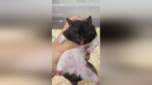 把一只猪捧在手心的感觉如何