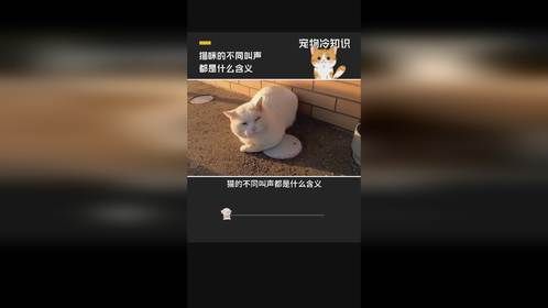 猫的不同叫声都是什么含义#猫咪#猫叫#宠物