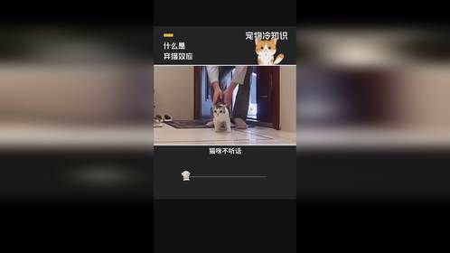 什么是弃猫效应？#宠物知识#弃猫效应