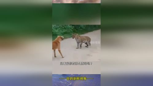 过来让豹哥我抱抱