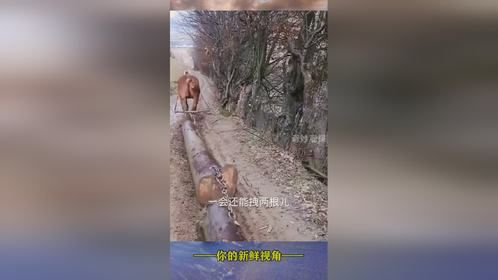 这用马拉木头也太费劲了