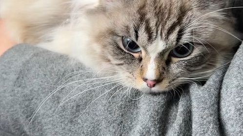 我们人类就是要养这种小东西，才有力气讨生活啊