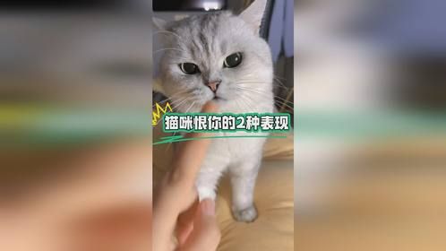 猫咪恨你的2种表现～