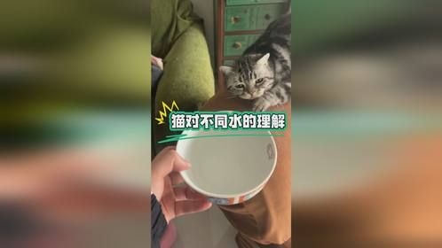 猫对家里水的理解