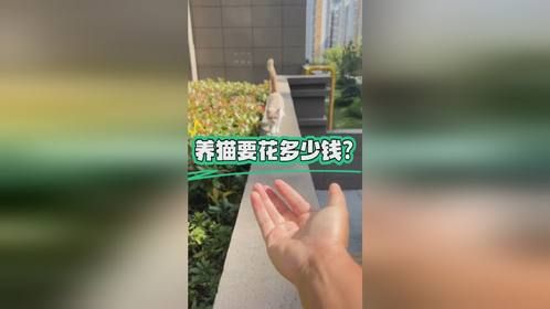 养猫要花多少钱？