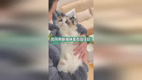 如何判断猫咪是否信任你？