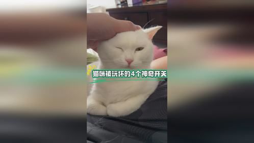猫咪被玩坏的4个神奇开关