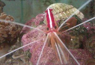 虾子宠物吃什么食物？