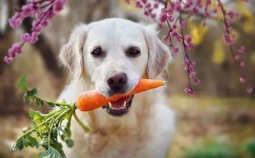 海藻粉对宠物狗的好处及喂食指南