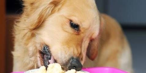 海藻粉对宠物狗的好处及喂食指南