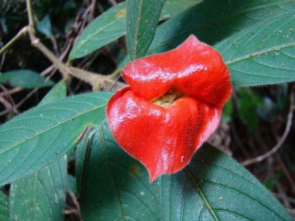 有趣的花卉有哪些 20种常见有趣的植物