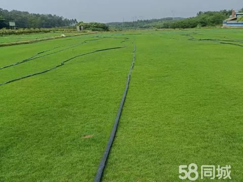 广西南宁绿美地园林绿化·批发出售马尼拉草,大叶油草,兰引3号等草卷,草块,大量批发销售