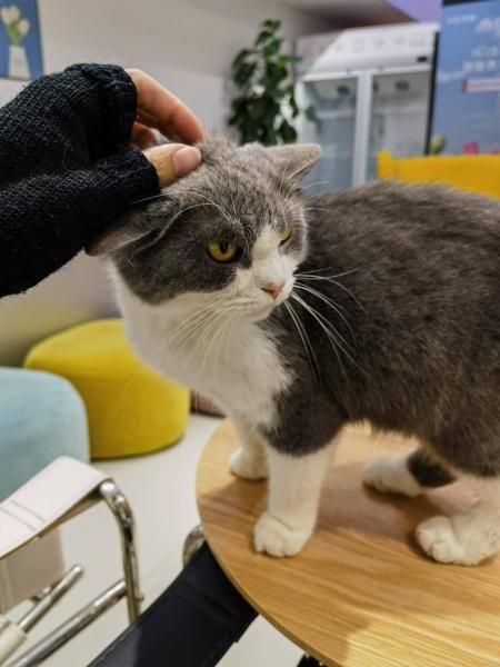 猫咪寄养费用多少？揭秘性价比最高的宠物托管方案！