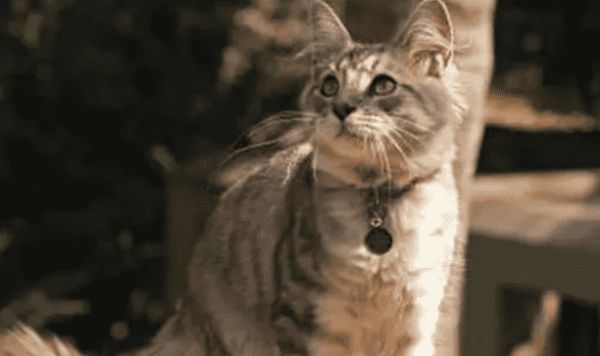 铲屎官要外出,该不该将猫咪寄养在宠物店?