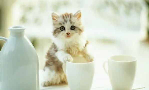 铲屎官要外出,该不该将猫咪寄养在宠物店?