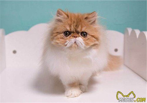 春节寄养猫咪须知