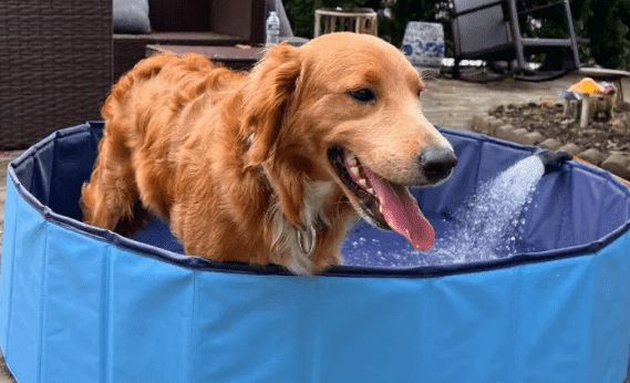 鞍山宠物寄养哪家好