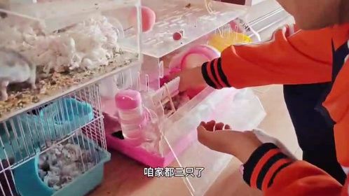 霏宝把小仓鼠“胡胖”放到母仓鼠笼子里，想让它们在生一窝小宝宝