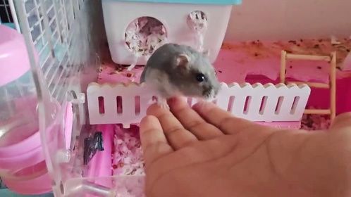 几天不在家，小仓鼠竟然把笼子嗑坏了，给小仓鼠准备俩美女陪它玩
