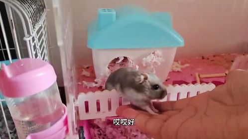 家里养的小仓鼠“胡萝卜”把它的笼子梯子都嗑坏了，真是太气人啦