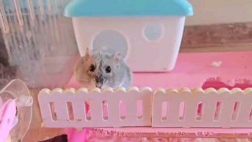 给养的小仓鼠清理完笼子以后，小仓鼠的反应竟然让人大吃一惊