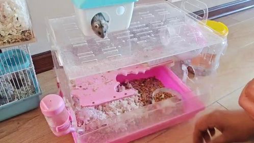 出门一个星期回来一看仓鼠笼，眼前一幕，差点被小仓鼠气晕倒