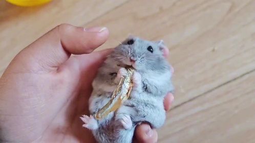 仓鼠粮终于邮到家了，小仓鼠“胡萝卜”竟然一口气吃了一整条鱼