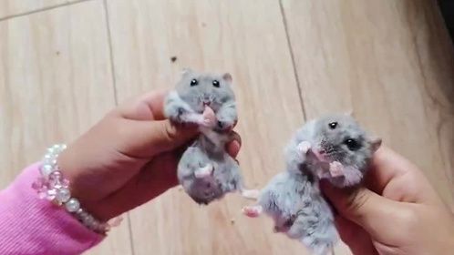 一天到晚忙不停，家里养的两只小仓鼠这一天天滴，看来是不能养了