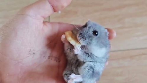 家里养的小仓鼠除了吃就是睡，给它买了一个牵引绳不会用这可咋办