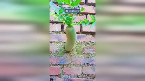 砖缝里居然长出萝卜，还长得这么大，网友：赶紧割下来吃了