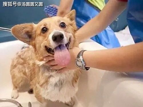 给宠物狗洗澡柯基怎么洗