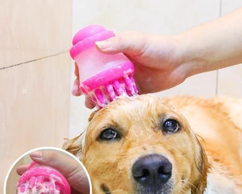 三十多天小狗能洗澡吗(宠物护理的注意事项与技巧)