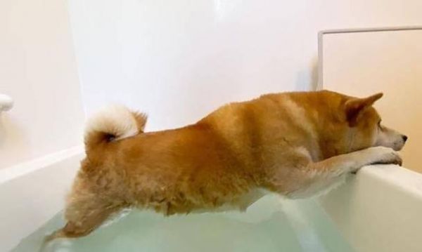 如何给你的宠物柴犬洗澡？（一步一步教你正确的洗澡流程，让你的柴犬健康美丽）