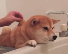 如何给你的宠物柴犬洗澡？（一步一步教你正确的洗澡流程，让你的柴犬健康美丽）