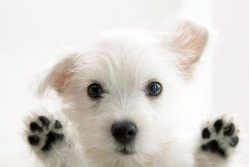 宠物洗澡，掌握技巧，轻松上手。