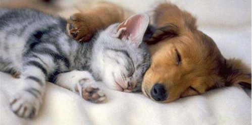 宠物洗澡，掌握技巧，轻松上手。