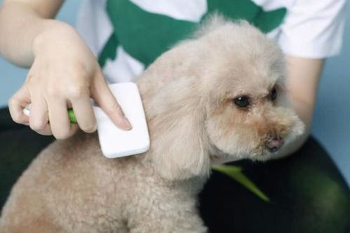 新手必看：狗狗洗澡要点全解析