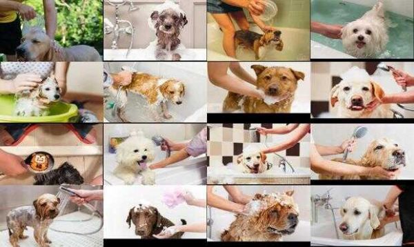 宠物犬洗澡方法