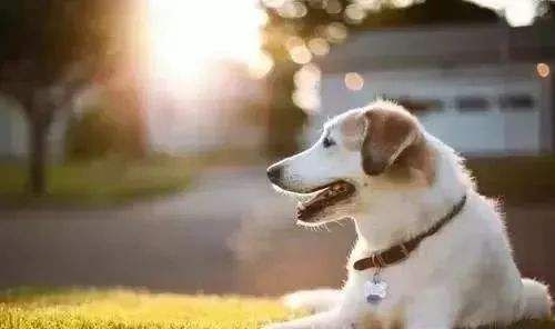 宠物医疗事故能不能报案?宠物医疗纠纷调解流程是怎样的?