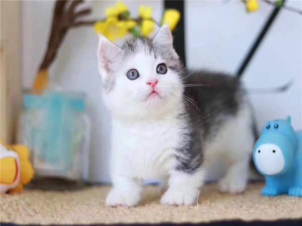 虹口区专业高效的宠物狗紧急救助服务专线