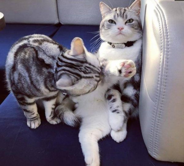 虹口区专业高效的宠物狗紧急救助服务专线