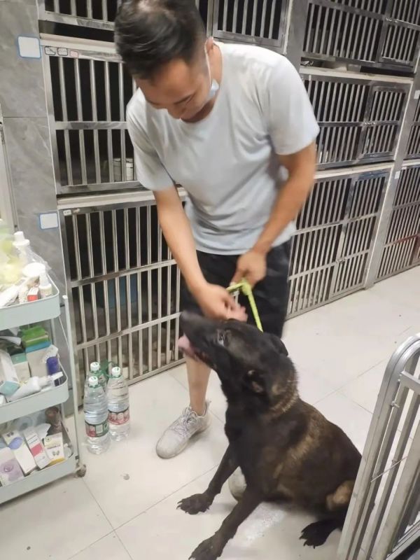 专业高效的宠物狗紧急救援一站式服务平台