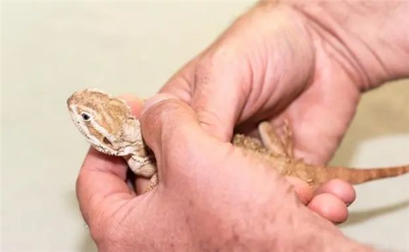 如何成为鬃狮蜥的贴心养护者?全方位指南