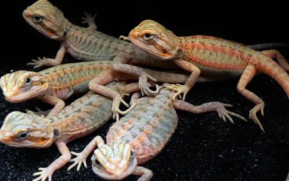 如何成为鬃狮蜥的贴心养护者?全方位指南