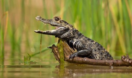 最小的鳄鱼品种