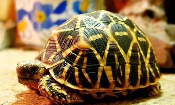 蛛网龟的饲养方法（详细介绍如何养护这种珍稀爬行动物）