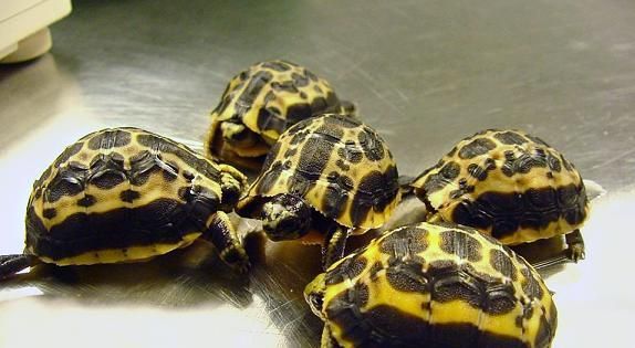 蛛网龟的饲养方法（详细介绍如何养护这种珍稀爬行动物）