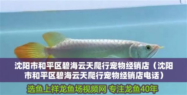 沈阳市和平区碧海云天爬行宠物经销店(沈阳市和平区碧海云天爬行宠物经销店电话)