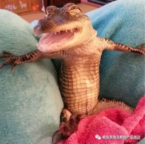 迷你鳄鱼：新手友好宠物？