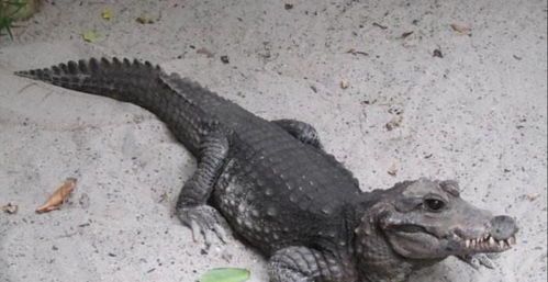 “全球最小鳄鱼，理想宠物伴侣”